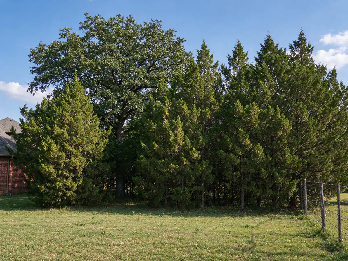 Cedar thicket crowding an acreage edge before forestry mulching (representative before)