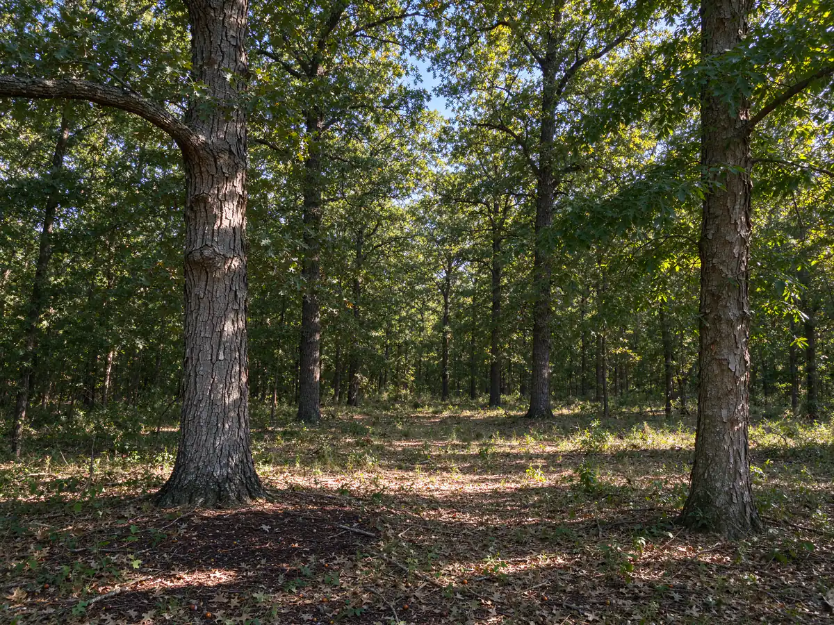 Open understory after selective clearing, with keeper trees and light reaching the ground
