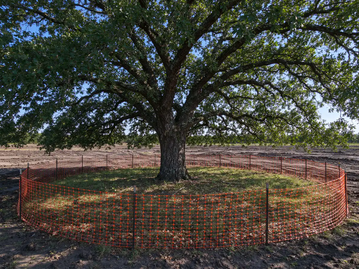 Preserved trees fenced at the drip line while the rest of the tract is cleared