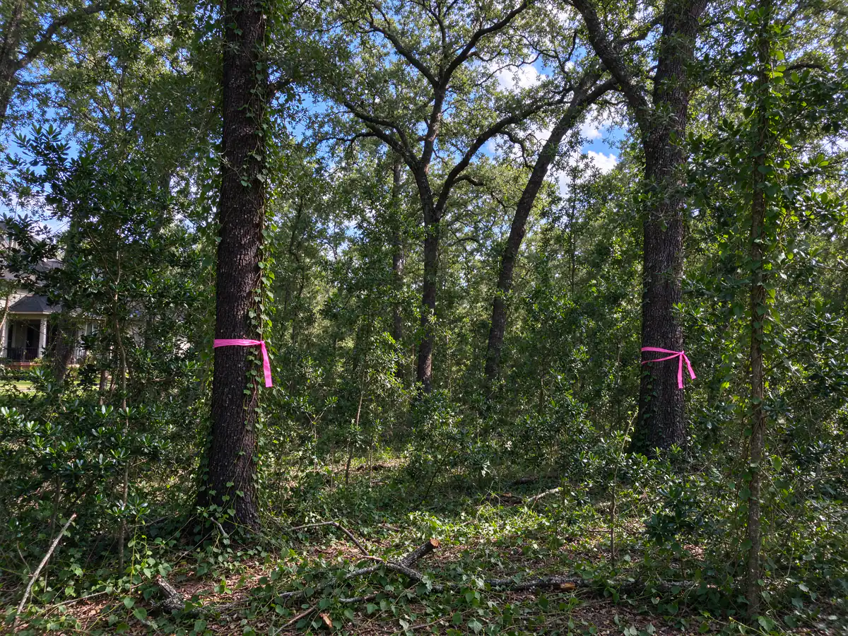 Privet and invasive understory before selective clearing