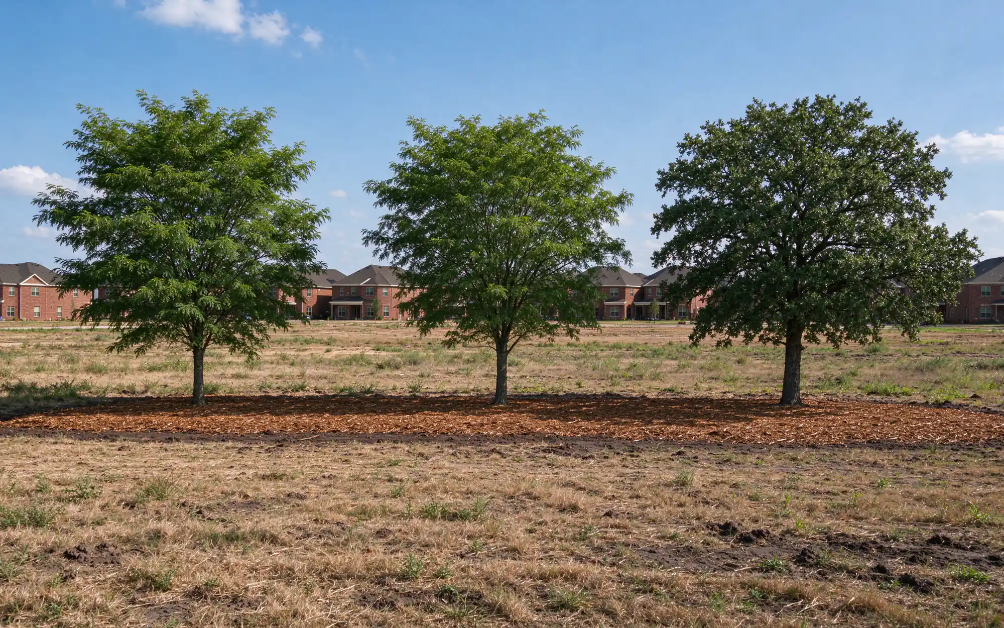 Representative photo of a cleared fencerow edge with a mulch layer and a few kept trees on flat Blackland Prairie clay in North Texas