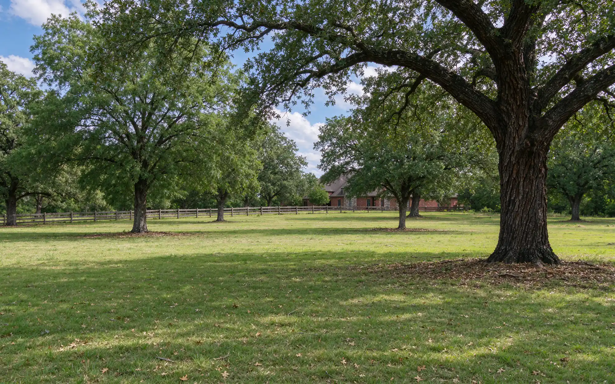 Representative photo of a cleared understory beneath large oaks with mown grass on a North Texas acreage lot