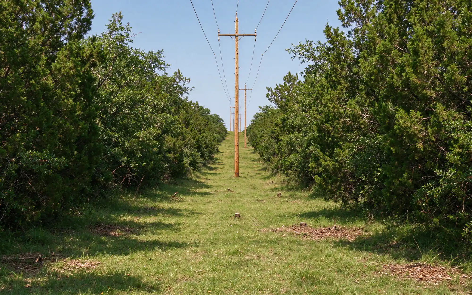 Straight corridor of mowed grass and low stumps running through North Texas brushland under a wooden utility pole line, with dense cedar and mesquite standing on both sides of the cleared strip